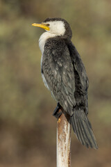 Little Pied Cormorant in Queensland Australia