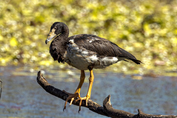 Magpie Goose in Queensland Australia