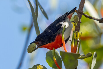 Beautiful Mistletoebird in Queensland Australia