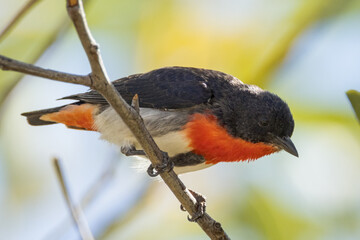 Beautiful Mistletoebird in Queensland Australia