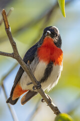 Beautiful Mistletoebird in Queensland Australia