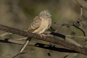 Peaceful Dove in Queensland Australia