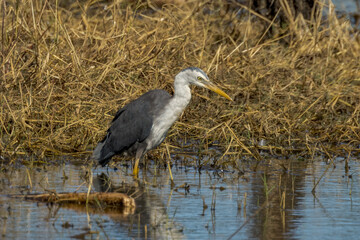 Pied Heron in Queensland Australia