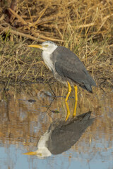 Pied Heron in Queensland Australia