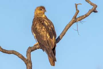 Whistling Kite in Queensland Australia