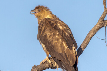 Whistling Kite in Queensland Australia