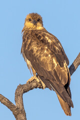 Whistling Kite in Queensland Australia
