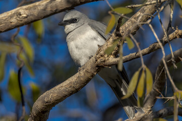 White-bellied Cuckooshrike in Queensland Australia