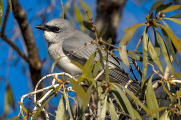 White-bellied Cuckooshrike in Queensland Australia
