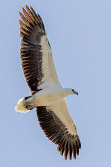 White-bellied Sea Eagle in Queensland Australia