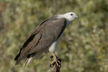 White-bellied Sea Eagle in Queensland Australia