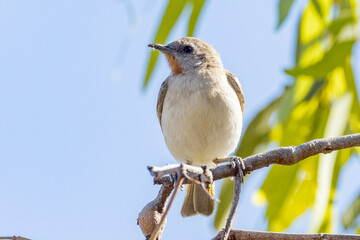 Rufous-throated Honeyeater in Queensland Australia
