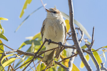 White-winged Triller in Queensland Australia