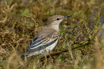 Fototapeta premium White-winged Triller in Queensland Australia
