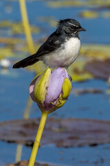 Willy Wagtail in Queensland Australia