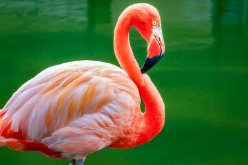 One pink flamingo on the water in Aruba, Caribbean