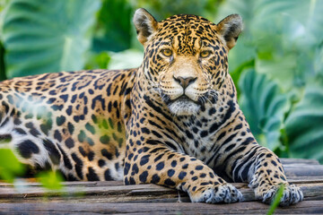 Jaguar looking at camera resting in Pantanal, Brazil, South America