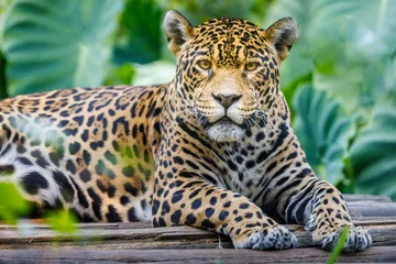 Foto op Plexiglas Jaguar looking at camera resting in Pantanal, Brazil, South America © Aide