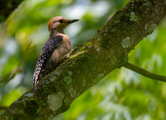 Woodpecker