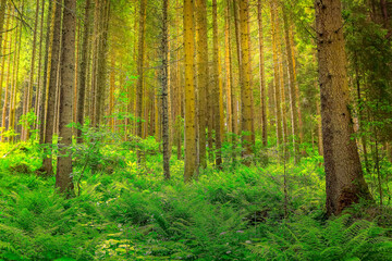 Fototapeta na wymiar Sunbeans between pine woodland trunks near Salzburg, Austria