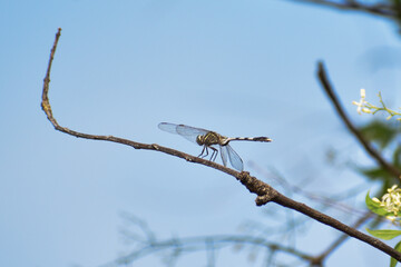 bird on a branch
