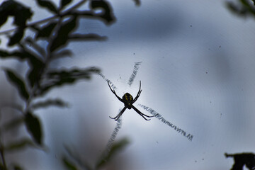spider on the web
