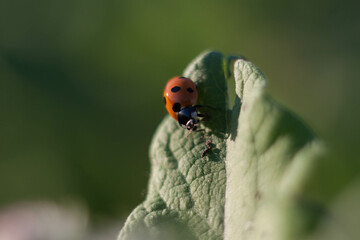 macro