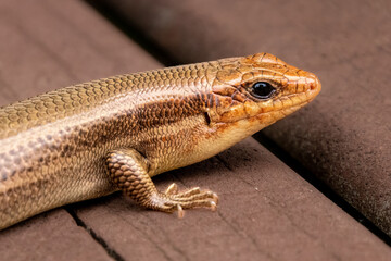 Broad Headed Skink sunning itself on the deck