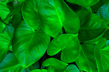 Tropical leaves, abstract green leaves texture.nature view of green leaf background and dark tone.