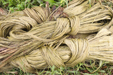 jute bunch stock on farm for wash