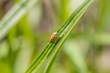 macro