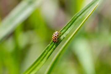 macro