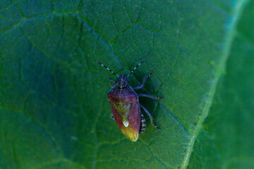 macro