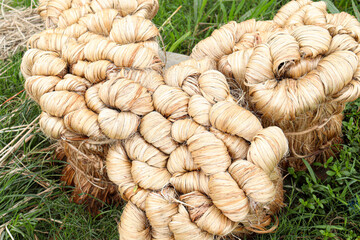 jute bunch stock on farm for wash