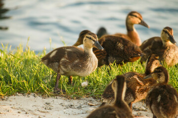 birds