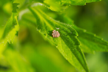 insect macro
