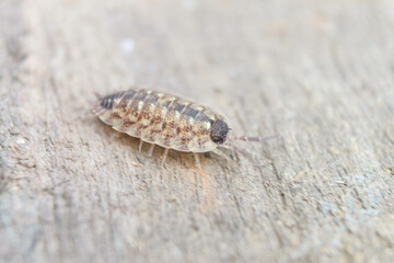 insect macro