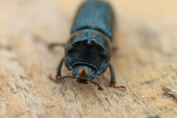 insect macro