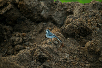 birds