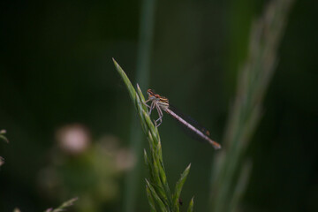 insect macro