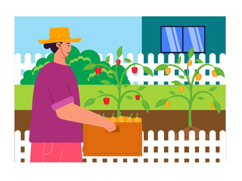 Harvesting activity in the home garden. Gardening and harvesting women's favourite activities. Farm vector illustration.	