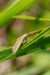 insect macro