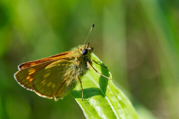 insect macro