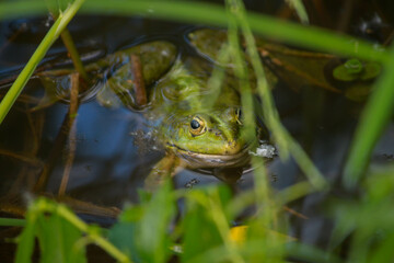 reptile