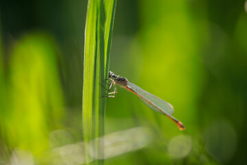 insect macro