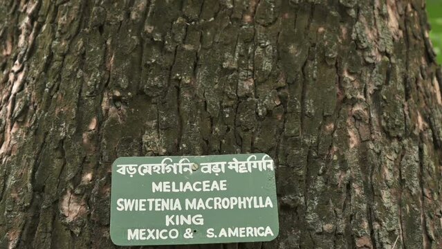 Meliaceae Swietenia Macrophylla King Tree, Big Mehagoni tree, Swietenia mahagoni, commonly known as American mahogany, Cuban mahogany, small-leaved mahogany, and West Indian mahogany.