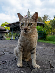 portrait of a stray cat