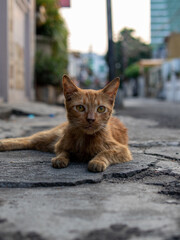stray cat on the street