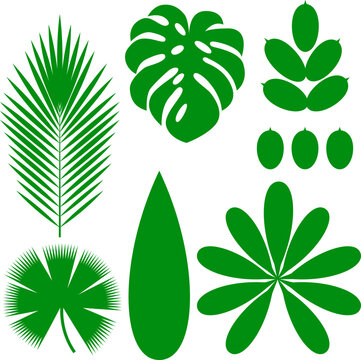 Leaves of tropical plants. Isolated items