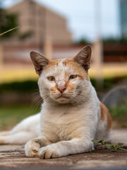 potrait of stray cat
